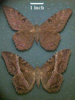 Black Witch QuickTake Image